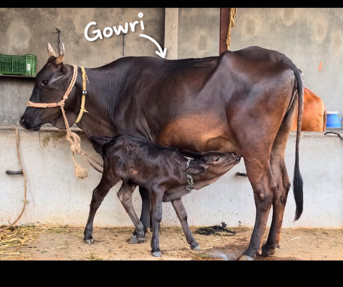 Gowri, a cow in the herd, in the barn with her calf