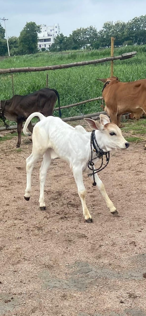 A cow in the Uppalapati Farms herd