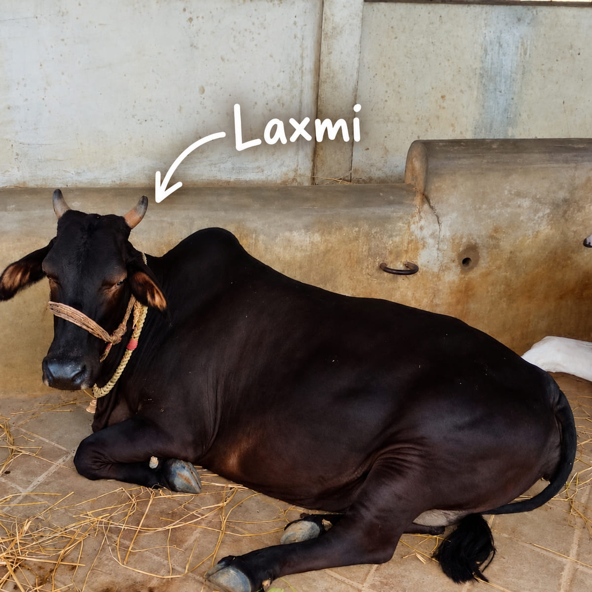 Laxmi, a cow in the herd, resting in the cow shed