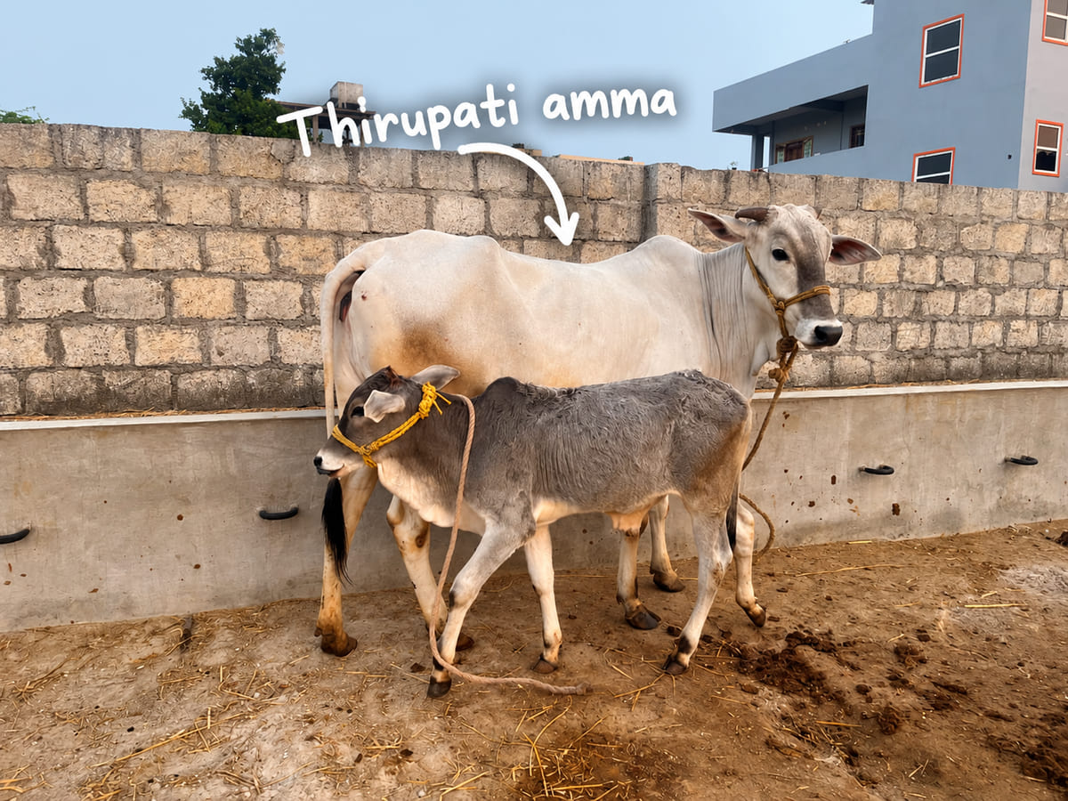 Thirupati, a cow in the herd, with her calf